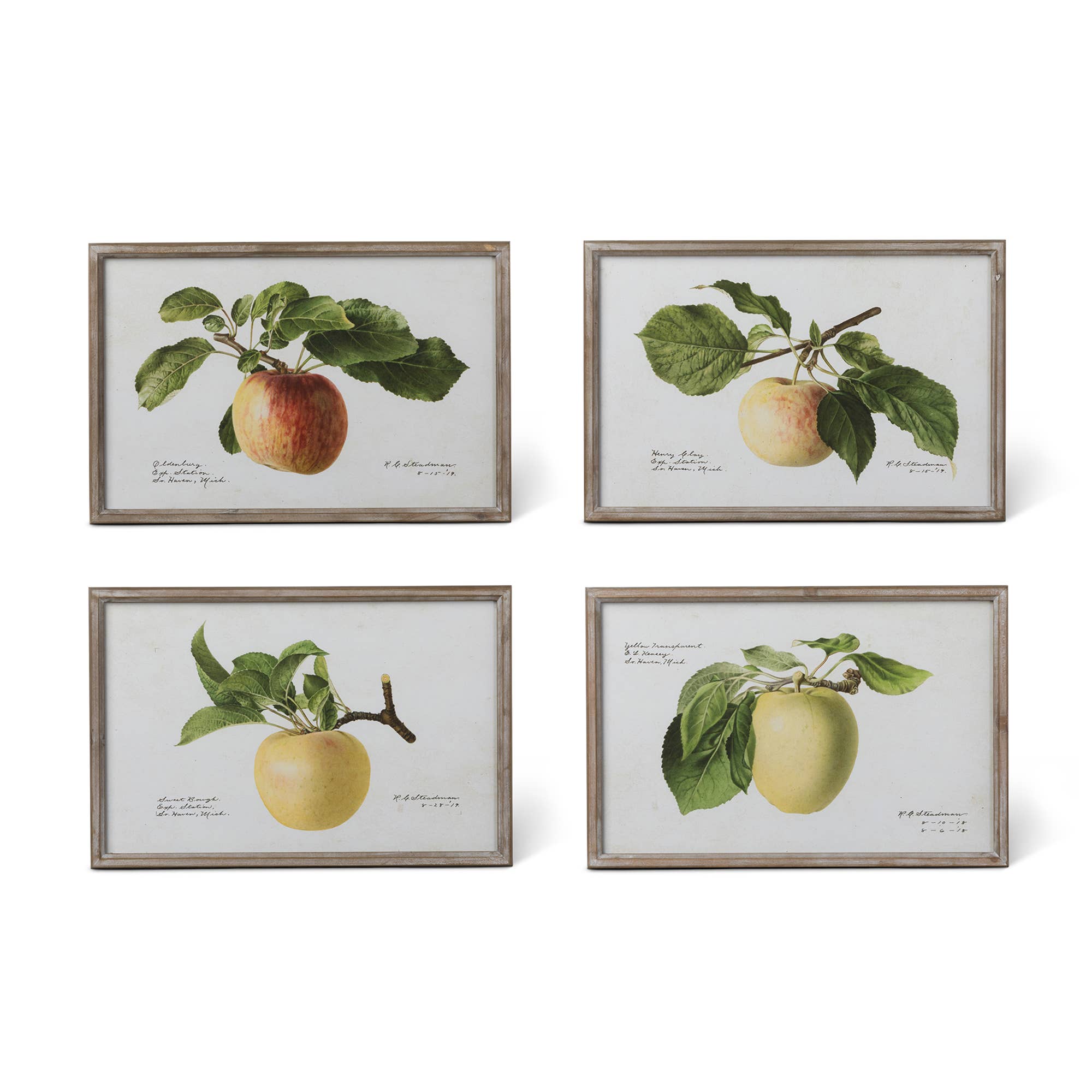 Vintage Orchard Framed Fruit Wall Art