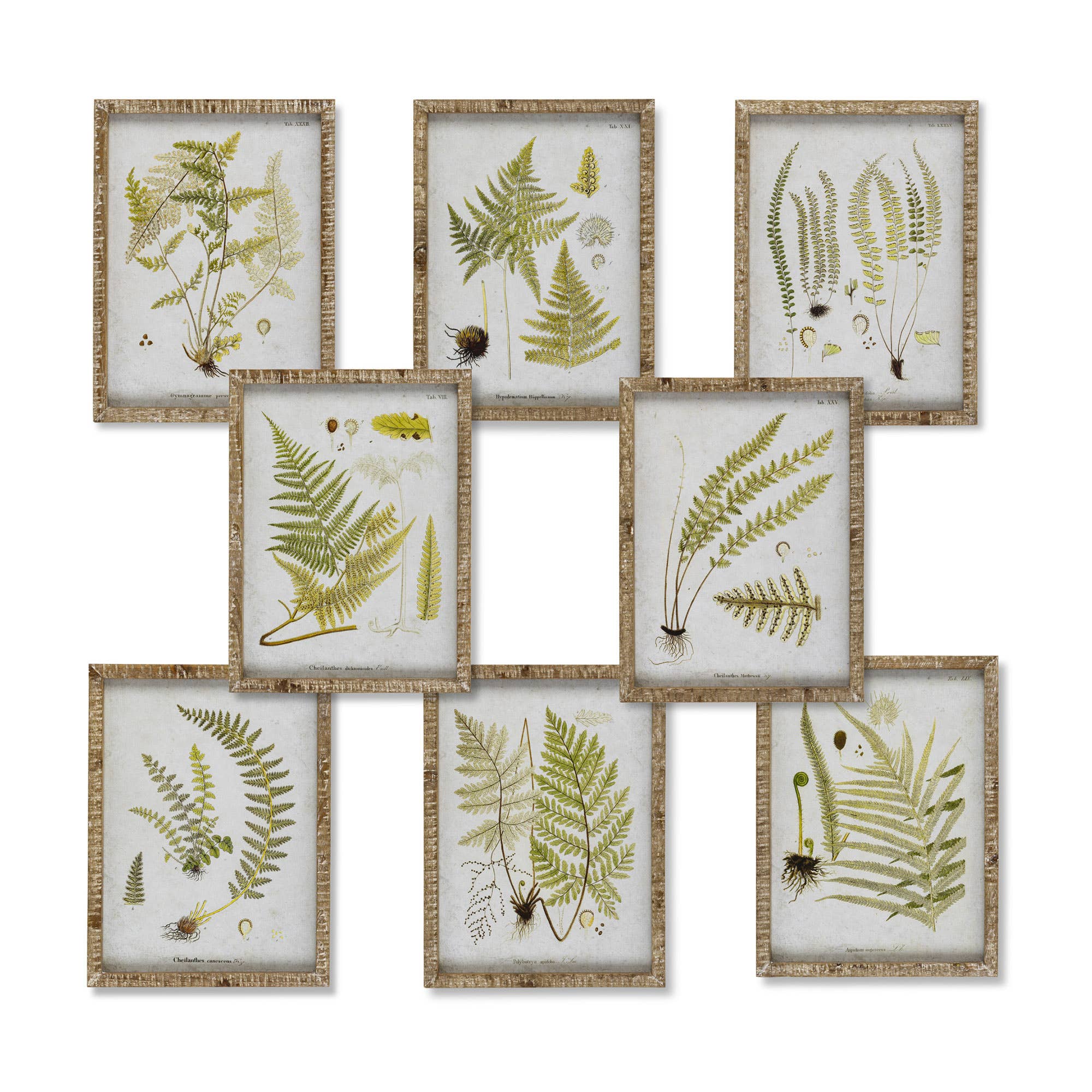 Garden Fern Framed Botanical Print